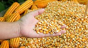 Куплю кукурудзу на Ізмаїл (велика кількість) Рожище