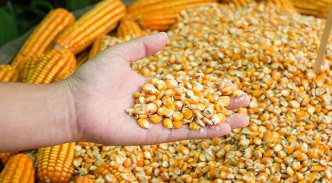 Куплю кукурудзу на Ізмаїл (велика кількість) Рожище - изображение 1