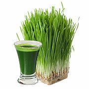 Витграсс (wheatgrass) Сок из ростков пшеницы Дніпро