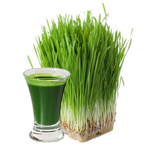 Витграсс (wheatgrass) Сок из ростков пшеницы Дніпро - изображение 1