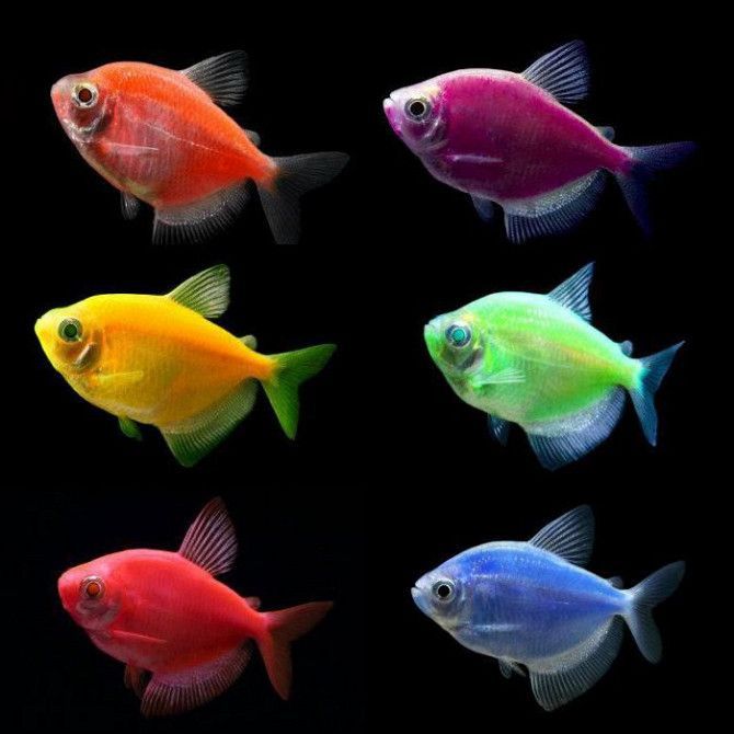 Интернет-магазин *aqua-fish.kieb.ua* Київ - изображение 1
