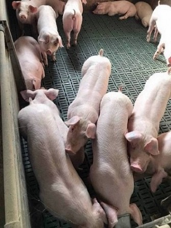 Поросята, молодняк гуртовий продаж. Черкассы - изображение 1