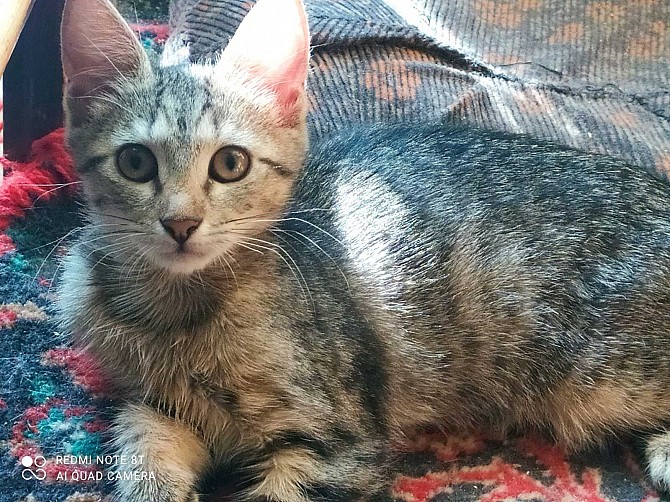 Отдам котят в хорошие руки. Запорожье - изображение 1