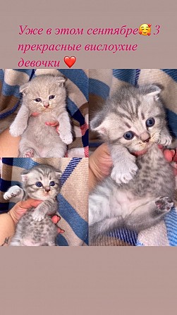 Котята шотландские вислоухие Кривой Рог - изображение 1