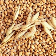 Куплю зерновідходи кукурудзи, пшениці, сої, соняшника Дніпро
