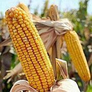 семена кукурузы Солонянский 298 СВ Одесса