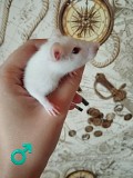 Продам милых декоративных крысят! Одесса