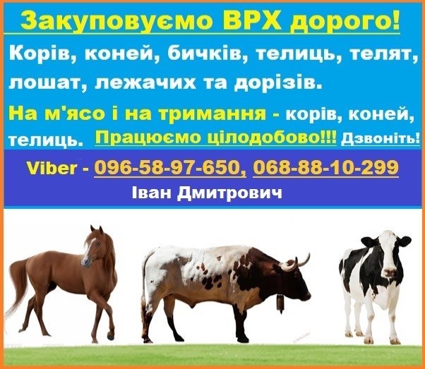 Закуповуємо Врх:Корови Коні Бички Телиці На м‘ясо Та На Тримання Киев - изображение 1