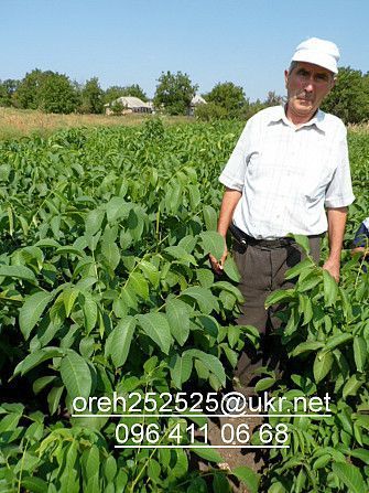Продам саженцы грецкого ореха Николаев - изображение 1