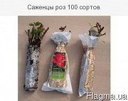 Саженцы роз из питомника Райский сад Запорожье