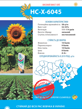 Насіння соняшника НС-Х-6045**7+стандарт Харьков - изображение 1