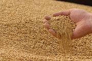 Фуражна пшениця, Чернігівска Сумська область Бахмач