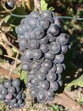 Продажа саженцев технического(винного) винограда Пино Нуар в г.Сумы Сумы