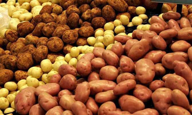 Продам картофель посевной (посадочный) Дніпро - изображение 1