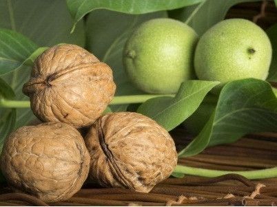 Саженцы грецкого ореха Кировоград - изображение 1