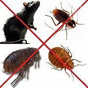 Уничтожение тараканов,блох,клопов,крыс и мышей. Одесса