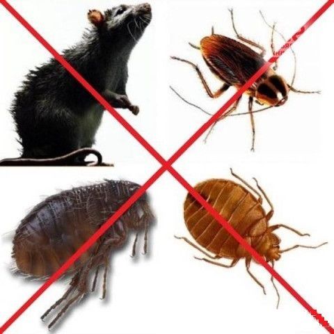 Уничтожение тараканов,блох,клопов,крыс и мышей. Одесса - изображение 1
