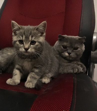 Продам кошеня скотіш страйт Киев - изображение 1
