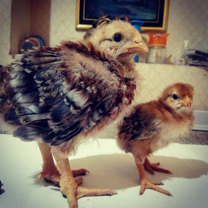Цыплята Мастер Грей Мариуполь - изображение 1
