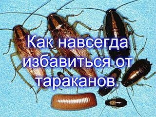 Научу как навсегда избавиться от тараканов. Открою секрет почти даром Одесса - изображение 1