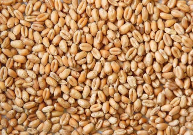 КУПЛЮ:Пшеницю фуражну(білок - 10,5) на Ізмаїл Броды - изображение 1
