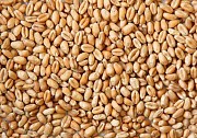 КУПЛЮ Фуражну пшеницю на склад(білок 10+ ) Броды