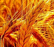 КУПЛЮ Пшеницю (3 клас) на Ізмаїл (з білком 11,5-12%) Броды