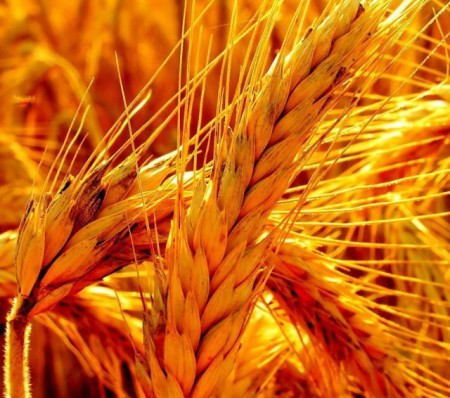 КУПЛЮ Пшеницю (3 клас) на Ізмаїл (з білком 11,5-12%) Броды - изображение 1