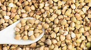 Продам зерно гречки від 5 тонн Сумы