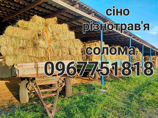 Сіно Різнотрав'я солома кукурудза олія Одесса - изображение 1