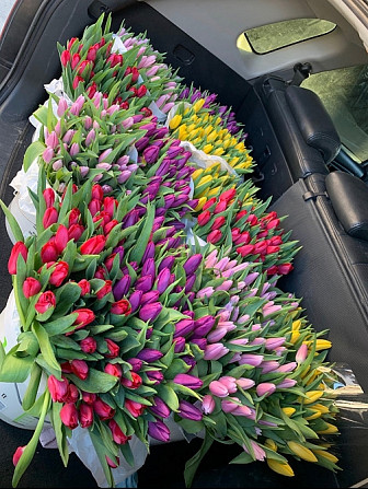 Тюльпани опт, 8 березня, квіти Киев - изображение 1